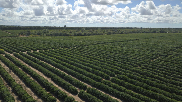 Planta&ccedil;&atilde;o de caf&eacute; conilon. Linhares, Esp&iacute;rito Santo, Brasil.
