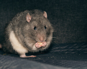 gray rat eats cheese on a black background