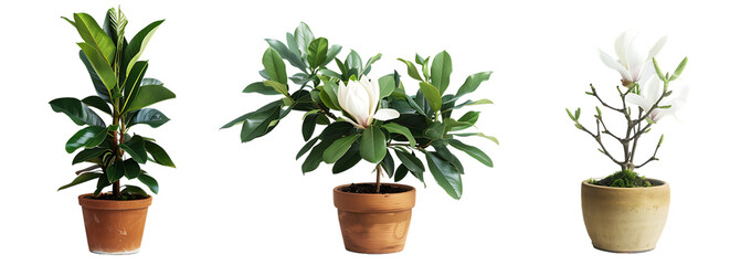 Set of three potted plants with white flowers, a rubber tree and magnolia in pots isolated on a...