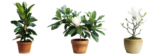 Zelfklevend Fotobehang  Set of three potted plants with white flowers, a rubber tree and magnolia in pots isolated on a transparent background. The cutout PNG file set shows the plants in the style of a photograph © Matee