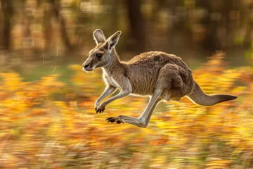 Fotobehang Energetic image of a kangaroo in motion with a blurred background © Veniamin Kraskov