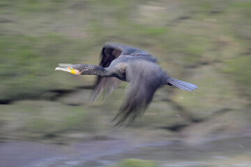 Cormorant in flight seeing motion blur - 783062511