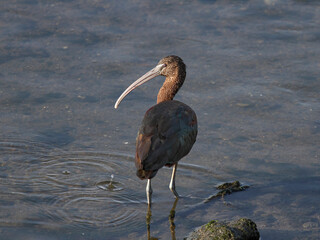Ibis looking for food in the river