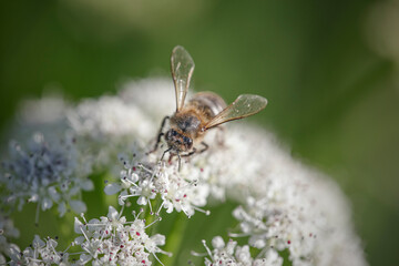 European bee sucking pollen and nectar - 783062534