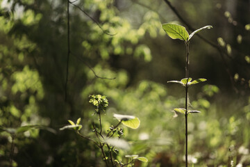 forest snowdrop flower in the spring in the forest
