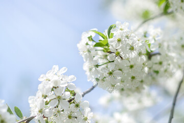 Cherry blossom branch background. Banner - 783063711