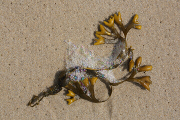 A closeup of of seaweed washed upon the beach
