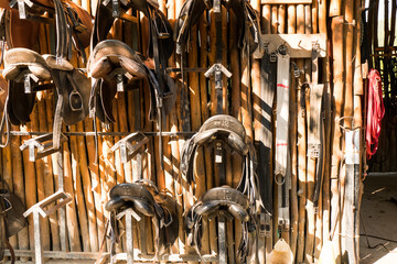 Leather horse bridles and bits hanging on a wooden wall of stable at a horse farm..