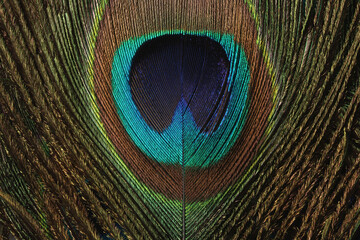 A close-up of the colorful feather of a Peacock
