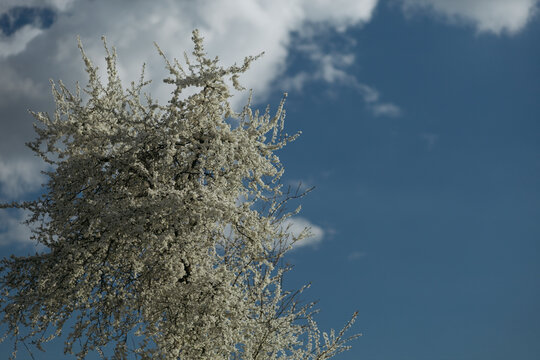 a flowering tree in the spring season