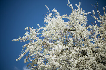 a flowering tree in the spring season