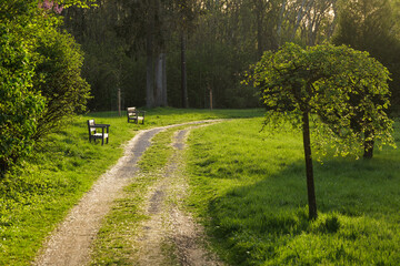 Park Benches and Trees Scenery on a Sunny Spring Day in Austria Europe