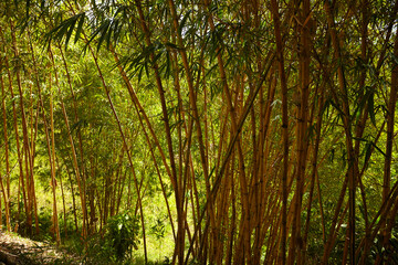 Fototapeta na wymiar bamboo forest with nice plants