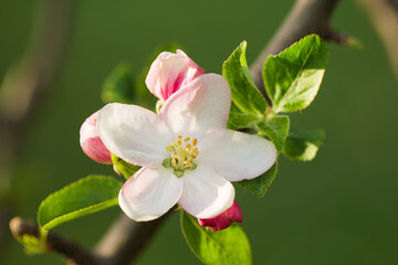 Obraz na płótnie Canvas Pink Apple Blossom Flower Blooming in Spring in the Month of April in a Park in Austria Europe