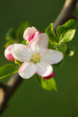 Obraz na płótnie Canvas Apple Blossom Pink Flower Blooming in Spring in the Month of April in a Park in Austria Europe