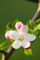 Apple Tree Blossom Blooming in Spring in the Month of April in a Park in Austria Europe