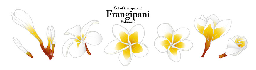 A series of isolated flower in cute hand drawn style. Frangipani in vivid colors on transparent background. Drawing of floral elements for coloring book or fragrance design. Volume 2.