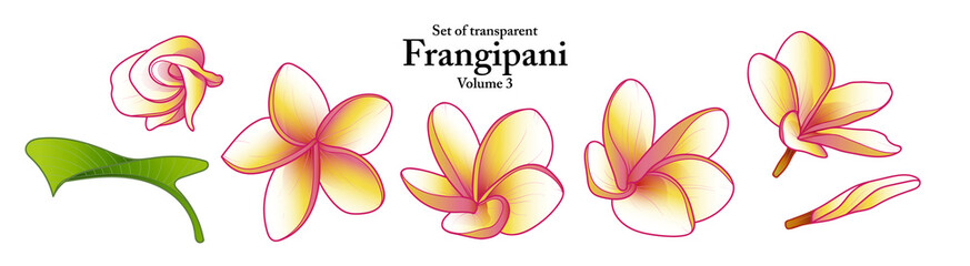 A series of isolated flower in cute hand drawn style. Frangipani in vivid colors on transparent background. Drawing of floral elements for coloring book or fragrance design. Volume 3.