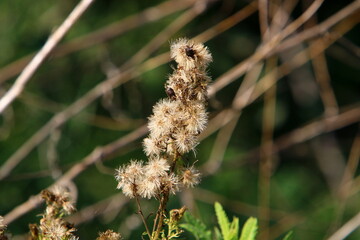 Dandelion growing in a forest clearing in northern Israel.