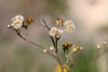 Dandelion growing in a forest clearing in northern Israel.