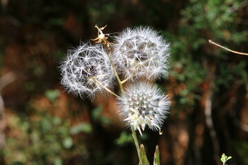 Dandelion growing in a forest clearing in northern Israel.