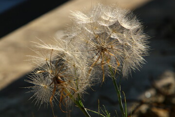 Dandelion growing in a forest clearing in northern Israel.