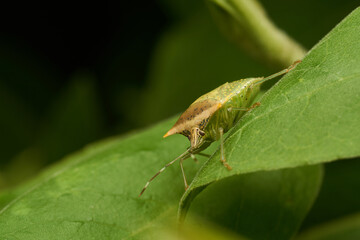 A green bug perched on a green leaf