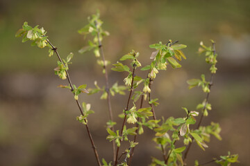 
honeysuckle blooms in the garden, close-up of flowers and leaves of a spring plant