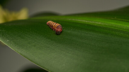 a small red and yellow caterpillar walking on a green leaf