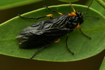 Black and yellow insect, Fly Sierra del Sen del Campo Adurgoa gonagra © DiazAragon