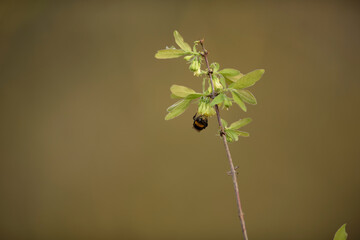 A bumblebee pollinates honeysuckle flowers in the garden