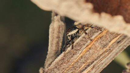 A brown jumping spider perching on a branch.