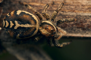 A brown jumping spider perching on a branch.
