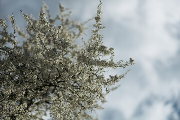 Obraz premium a flowering tree in the spring season