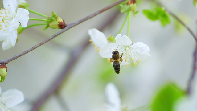 Bee collects pollen from white cherry flowers in orchard. Blooming tree. Slow motion 4k video nature scene.
