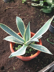 Agave plant in a ceramic pot on the ground in the tent. Top view