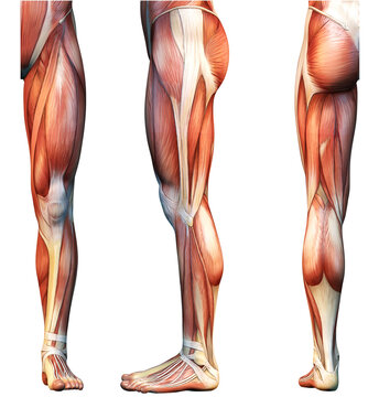 The leg muscles. Anatomical labeled illustration