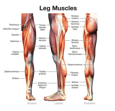The leg muscles. Anatomical labeled illustration