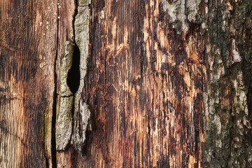 A close-up of a rotting tree
