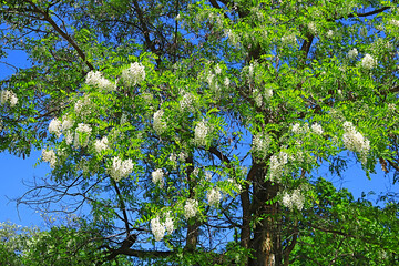 Flowering white acacia tree in the spring