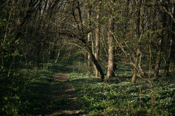 forest road in the spring season