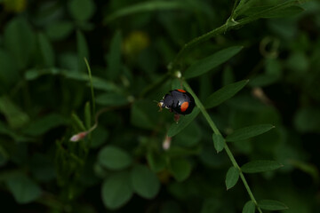 葉にとまるテントウムシ