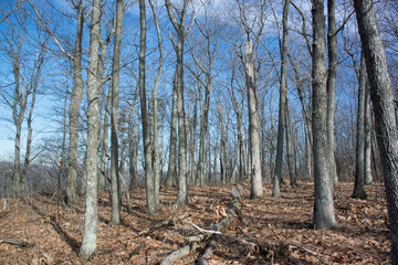 Sunlight and shadows on tree trunks atop a mountain