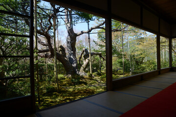 宝泉院　庭園「盤桓園」の五葉の松　京都市左京区大原 © ogurisu