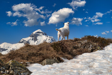 A dog observes the mountain panorama