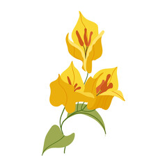 Yellow bougainvillea flower branch vector isolated on white background. Can be used as print, postcard, package design, invitation, greeting card, textile, stickers