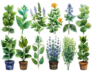 Mixed herb infographics, blending watercolor art with educational content in the style of minimal watercolor clipart on white background