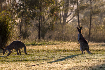 kangaroos in the early morning in the Brisbane area, Australia