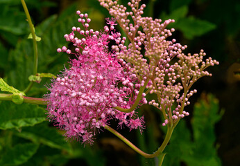 Pink flowers of Japanese astilbe in the summer garden. - 783073522
