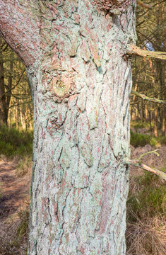 Oak Tree Bark with Blue Lichen, North Yorkshire UK